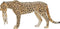 Mojo Wildlife speelgoed Cheetah Vrouwtje met Welp - 387167