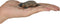 Mojo Wildlife speelgoed Vogelbekdier - 387106