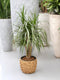 Drakenboom ↨ 110cm - hoge kwaliteit planten