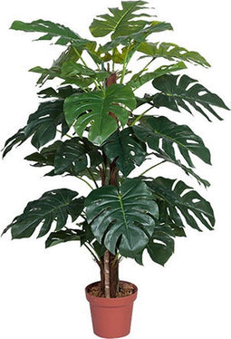 Monstera 135 cm