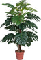 Monstera 135 cm
