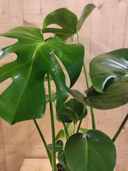 Monstera Deliciosa 70 cm hoog kamerplant
