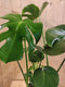 Monstera Deliciosa 70 cm hoog kamerplant
