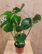 Monstera Deliciosa 70 cm hoog kamerplant