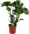 Monstera Deliciosa ↨ 70cm - hoge kwaliteit planten