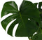 Monstera Deliciosa met Elho brussels living black ↨ 70cm - hoge kwaliteit planten