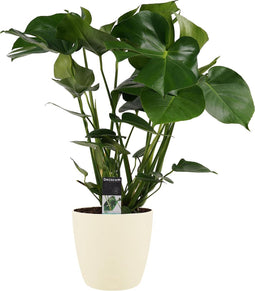 Monstera Deliciosa met Elho brussels soap ↨ 70cm - hoge kwaliteit planten