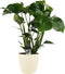 Monstera Deliciosa met Elho brussels soap ↨ 70cm - hoge kwaliteit planten