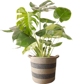 Monstera Deliciosa Struik in mand Flores ↨ 90cm - hoge kwaliteit planten