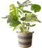 Monstera Deliciosa Struik in mand Flores ↨ 90cm - hoge kwaliteit planten