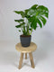 Monstera Deliciosa Struik met ElhoBrussels 20 antraciet ↨ 70cm - hoge kwaliteit planten