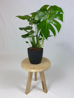 Monstera Deliciosa Struik met ElhoBrussels 20 zwart ↨ 70cm - hoge kwaliteit planten