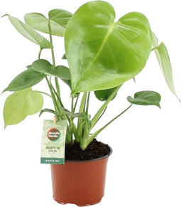 Monstera deliciosa