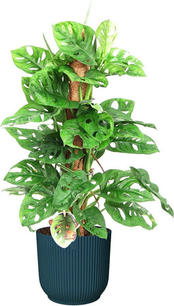 Monstera Monkey Leaf met mosstok in ELHO ® Vibes Fold Rond (diepblauw) ↨ 65cm - hoge kwaliteit planten