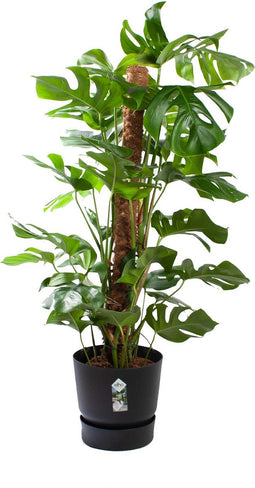 Monstera Mosstok met pot ↨ 120cm - hoge kwaliteit planten