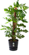Monstera Mosstok met pot ↨ 120cm - hoge kwaliteit planten
