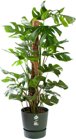 Monstera Mosstok met pot ↨ 120cm - hoge kwaliteit planten