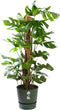 Monstera Mosstok met pot ↨ 120cm - hoge kwaliteit planten
