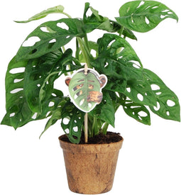 Monstera Obliqua ‘Monkey Leaf’