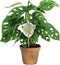 Monstera Obliqua ‘Monkey Leaf’
