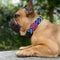 Morso - Halsband Hond Gerecycled Power Flow Zwart
