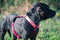 Morso - Hondentuig H-Tuig Gerecycled Pink Think Roze