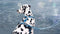 Morso - Hondentuig H-Tuig Gerecycled Splash Blauw