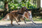 Morso - Norwegian Hondentuig - Gerecycled - Full Metal Dog Bruin - 54-70X52 cm