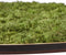 Mosschilderij | Organische vorm | Rendiermos | ↑60CM - 30CM