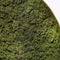 Mosschilderij | Organische vorm | Rendiermos | ↑60CM - 30CM