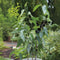 Plant in a Box - Eucalyptus 'Citriodora' - Set van 2 - Eucalyptusstruiken - ⌀15 cm - Hoogte 35 cm - Citroengeur - Tegen muggen