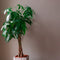 Plant in a Box - Pachira Aquatica - Kamerplant - Geldboom - Pot 24cm - Hoogte 100-120cm