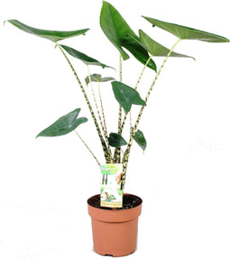 Plant in a Box - Alocasia Zebrina - Olifantsoor - Kamerplant - Pot 17cm - Hoogte 50-60cm