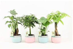 Jungle Mix in Mint Mosaic Keramiek