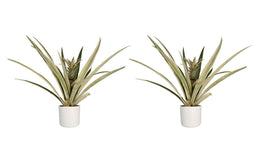 Decorum Duo 2 x Ananas Champaca met Elho B.for soft white