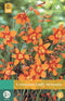 Jub - Crocosmia Emilie Mckenzie