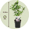 Plant in a Box - Hibiscus Syriacus 'Woodbridge', 'Hamabo', 'Oiseau Blue' - mix van 6 - pot 17cm - Hoogte 25-40cm - robuuste hibiscus - tuinplanten