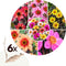 Plant in a Box - Dahlia - Dahliaknollen - Mix van 6 Dahlia Happy Single knollen - Kleurrijke Mix Dahlia Bloemen - Bloembollen