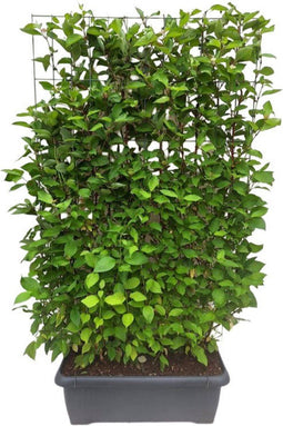 Hedge to Go - Cornus alba Sibirica Haag