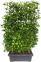 Hedge to Go - Cornus alba Sibirica Haag