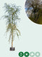 Treurwilg | Salix sepulcralis 'Chrysocoma' 20-25 cm 220-240 cm| Bomenbezorgd.nl