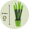 Plant in a Box - Sansevieria Cylindrica - Velvet Touchz - Vrouwentong - Inclusief Groene Decoratieve Pot - Hoogte 20-40cm - Pot 9cm