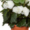 Mica Decorations Begonia - Kunstplant met bloemen - 37 cm - Wit - Terracotta pot