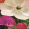 Anemone Coronaria De Caen Mix Vj 5/6 - 15st - Bloembollen - JUB Holland
