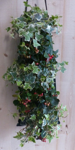 Hangzak herfstplanten