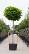 Bolcatalpa Volgroeid | Catalpa bignonioides 'Nana' 20-25 cm 220 cm| Bomenbezorgd.nl