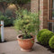 Japanse Esdoorn - Set van 4 - Acer 'Butterfly' - Hoogte 25-40cm - ⌀10,5cm - Acer palm. Butterfly P10,5 x4