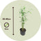 Plant in a Box - Fargesia papyrifera 'Blue Dragon' - Bamboe - Set van 3 - Pot 13cm - Hoogte 30-40cm