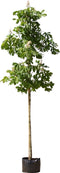 Paardenkastanje | Aesculus hippocastanum 14-18 cm | Bomenbezorgd.nl