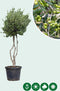 Olijfboom meerstammig | Olea europaea | Bomenbezorgd.nl